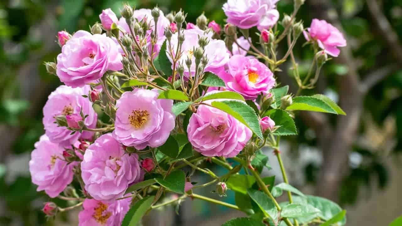 Damask fabric featuring intricate, woven floral or geometric patterns with a rich, elegant texture