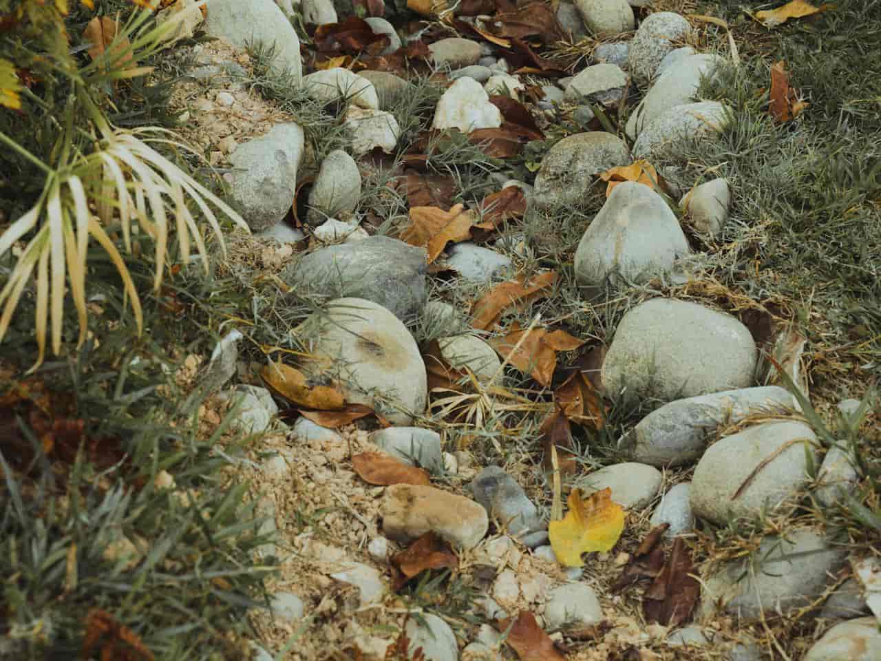 Dry or shallow creek bed with rocks, gravel, and natural vegetation along the banks