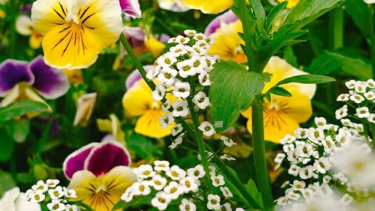 Colorful pansies in yellow and purple with white sweet alyssum flowers blooming together in a garden setting