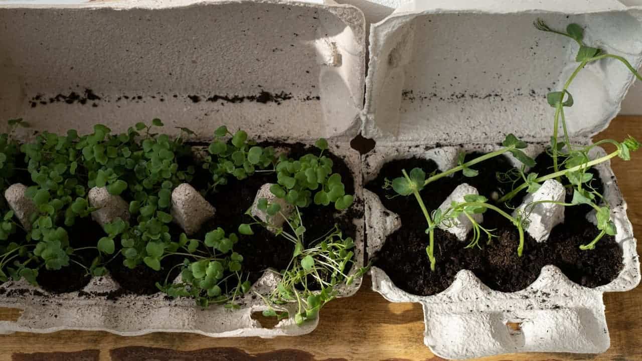 Recycled egg cartons filled with dark soil and green seedlings sprouting, placed on wooden surface for gardening
