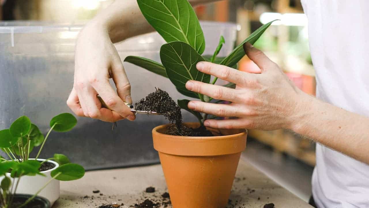 Hands adding dark potting soil to terracotta pot with green leafy plant cutting during indoor repotting process