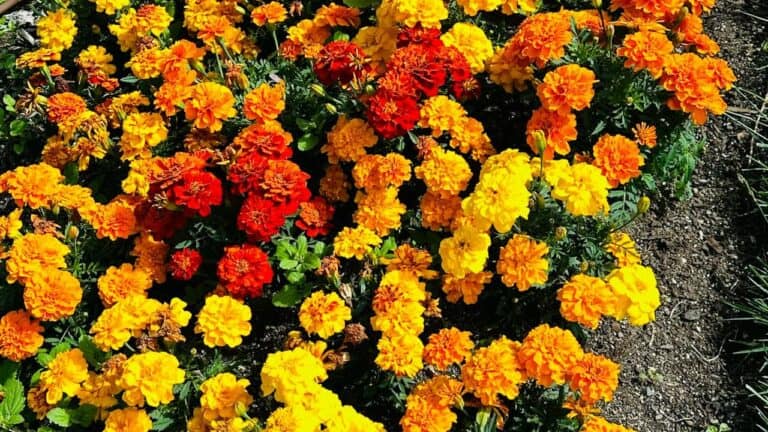 Colorful marigold annual flowers in yellow, orange, and red blooming in garden bed with green foliage and mulch