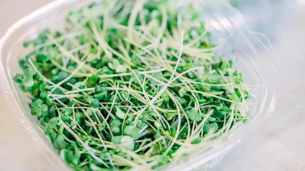 Fresh microgreens in clear plastic container, thin green stems with small leaves, moisture droplets on container lid, ready-to-eat sprouts, clean white background