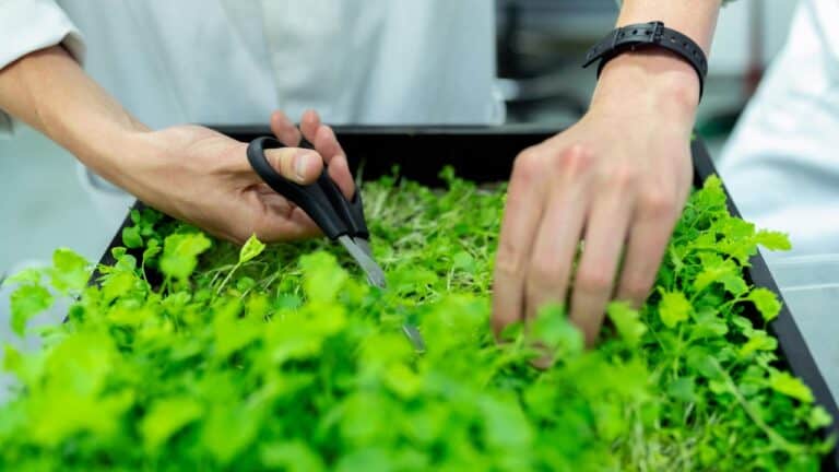 Close-up of mustard microgreens being carefully cut with scissors, vibrant green leaves densely packed in a growing tray, individual in lab attire tending to the harvest