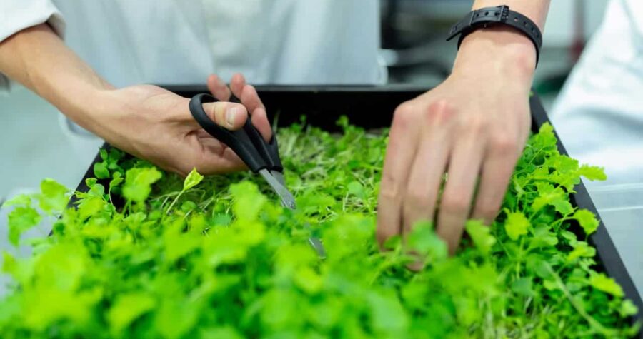 Close-up of mustard microgreens being carefully cut with scissors, vibrant green leaves densely packed in a growing tray, individual in lab attire tending to the harvest