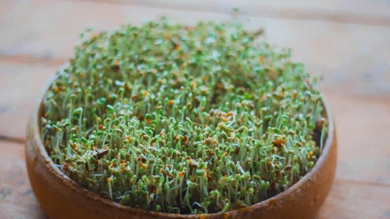 Dense cluster of green sprouts, growing in a round brown container, short stems with tiny leaves, moist surface, indoor wooden tabletop background