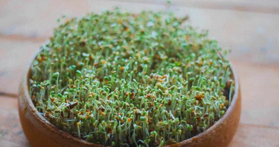 Dense cluster of green sprouts, growing in a round brown container, short stems with tiny leaves, moist surface, indoor wooden tabletop background