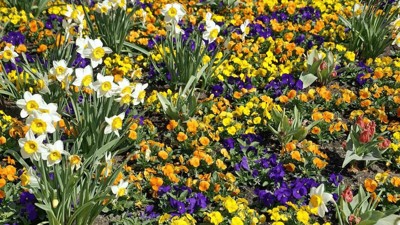 Colorful spring flower garden with white daffodils, orange and purple pansies, yellow blooms, and green foliage in mixed planting