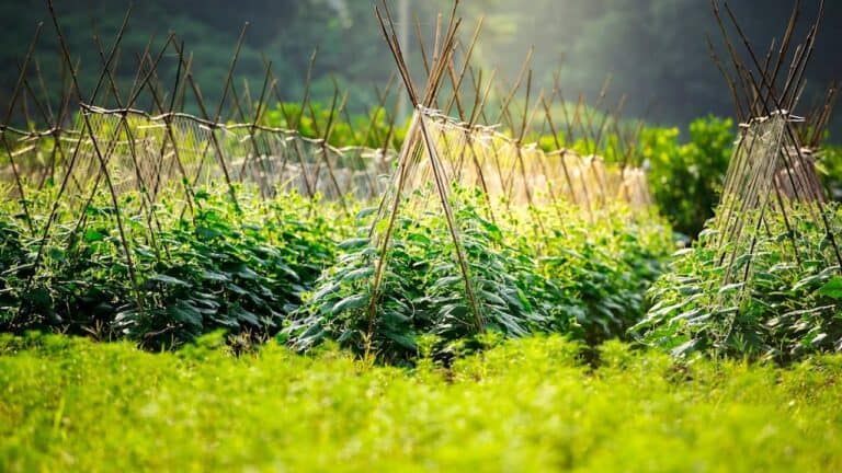 Bamboo stakes and netting support growing vegetable plants in a lush organic garden with natural sunlight filtering through