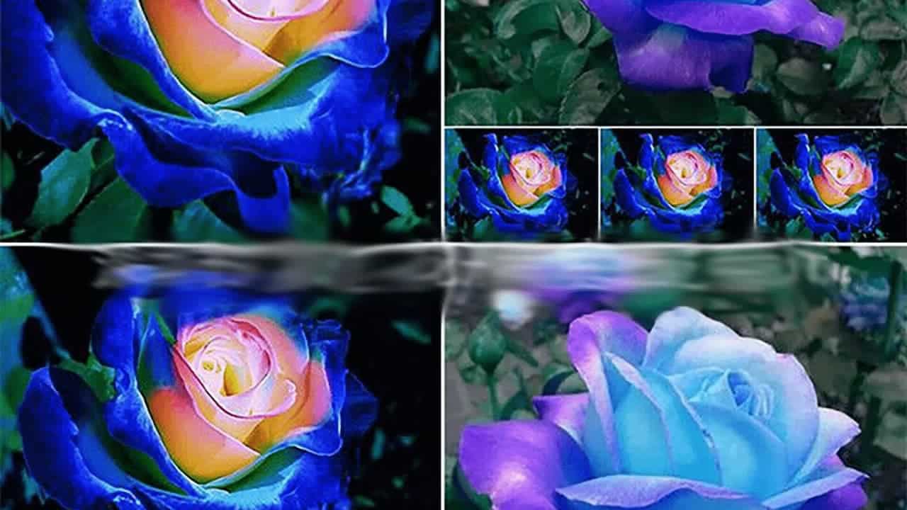 Blue rose seed kit promotional image showing artificially colored rainbow roses with blue petals and multicolored centers