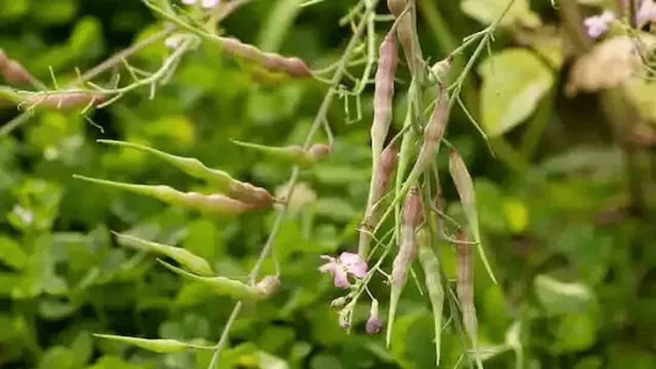 Rat's tail pea plant with long thin curved seed pods and small pink flowers among green foliage