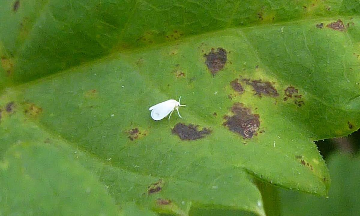 Small white whitefly insect on green leaf with brown disease spots, close-up view