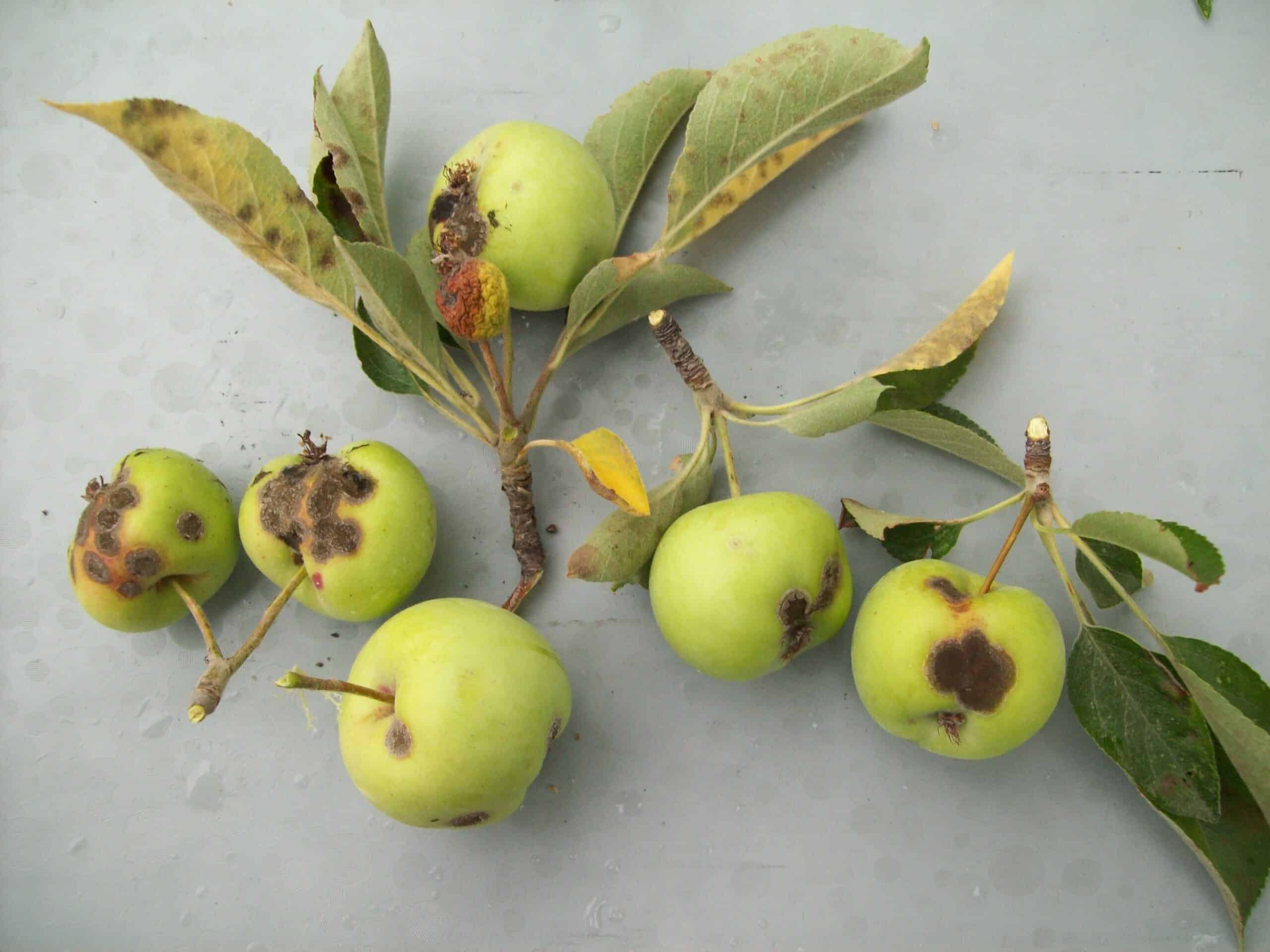 Blotches on Leaves spot fruit 