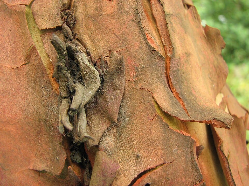 Pacific Madrone Arbutus menziesii Peeling tree bark