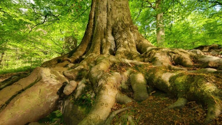 18 Trees That Damage Your Foundation