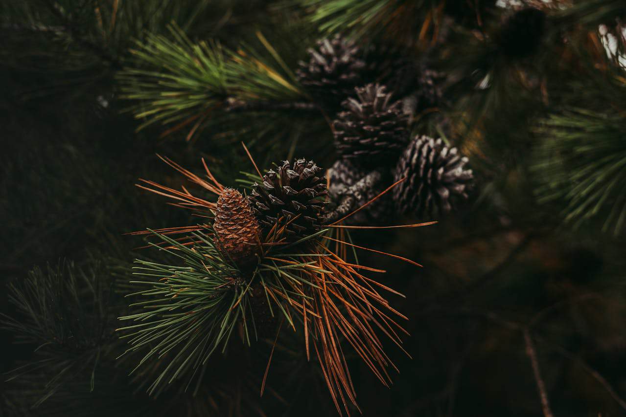 Browning of Needles on Conifers