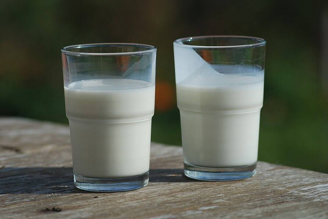 A glass of milk (left) and a glass of buttermilk (right). Buttermilk is thicker and covers the glass after taking a sip.