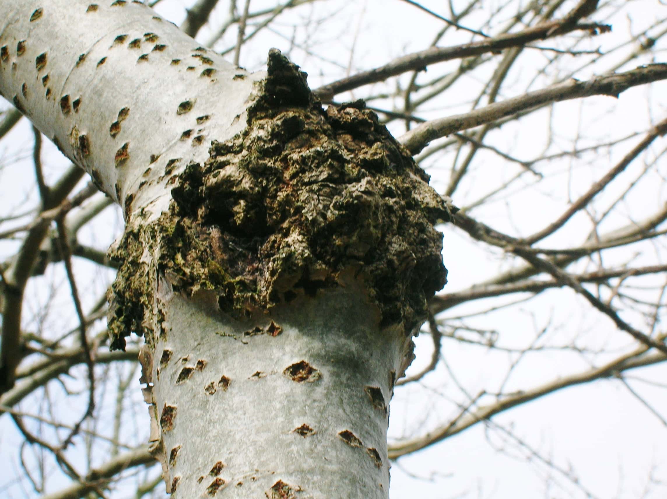 Canker on Populus alba, Kilwinning, North Ayrshire, Scotland