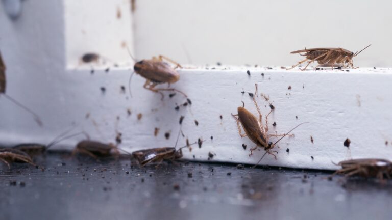 16 Signs Your Pest Problem Is Out of Control