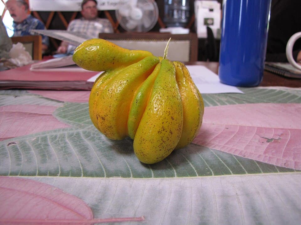 Citrus sinensis (Orange) Deformed fruit at Piiholo, Maui, Hawaii