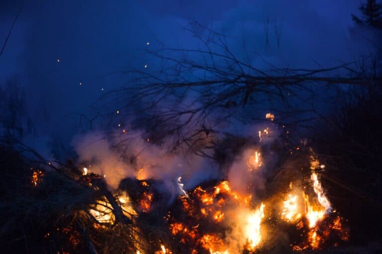 Fire burning among branches of trees in forest