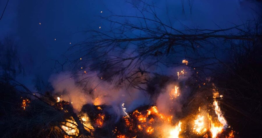 Fire burning among branches of trees in forest