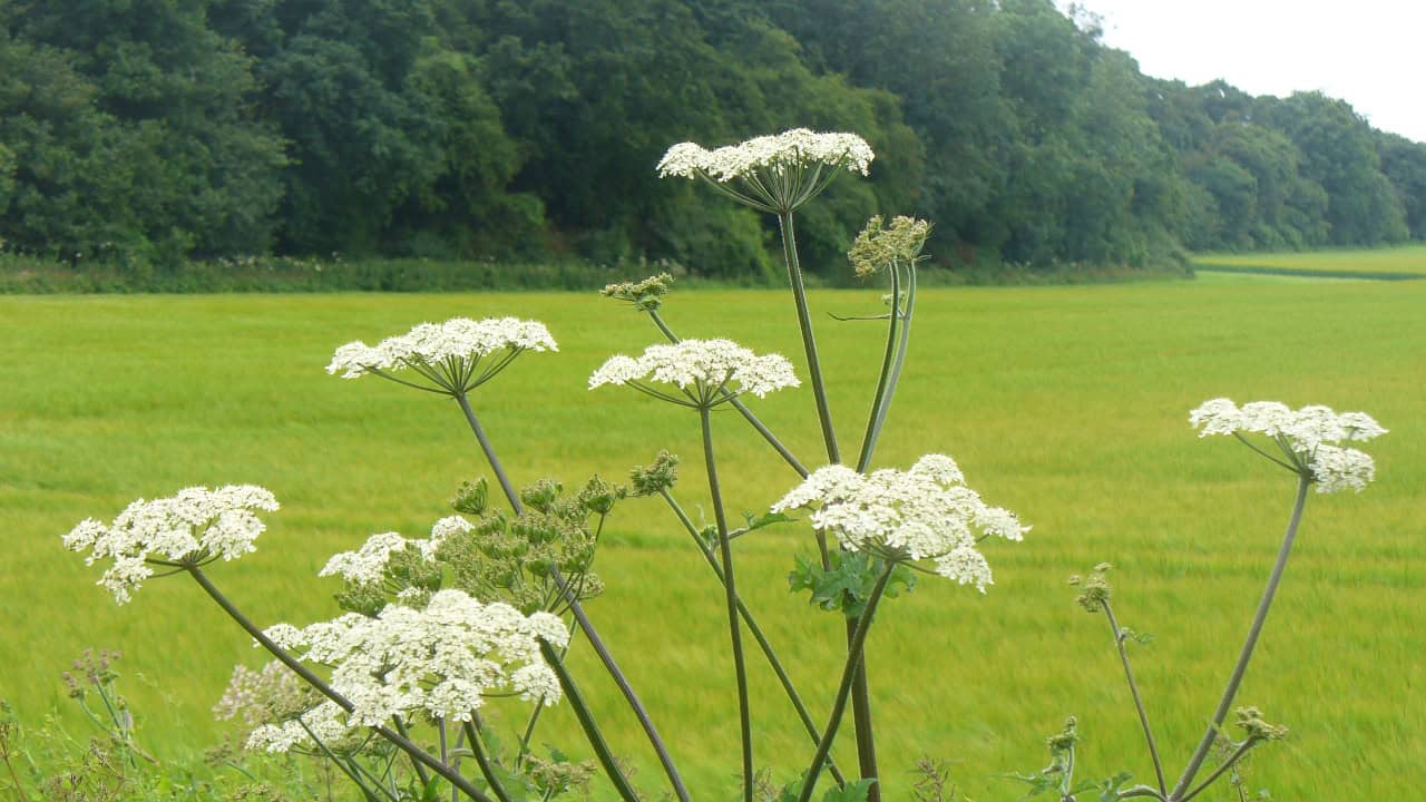 Giant Hogweed
