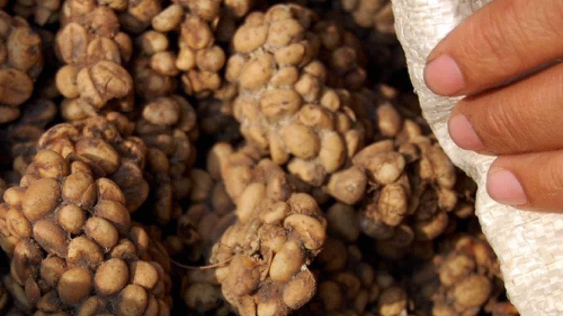 Kopi luwak, coffee seeds from faeces of palm civet. Lampung, Indonesia