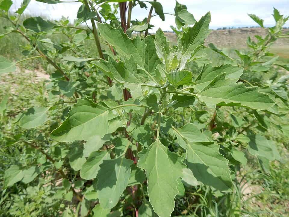 Lambsquarters