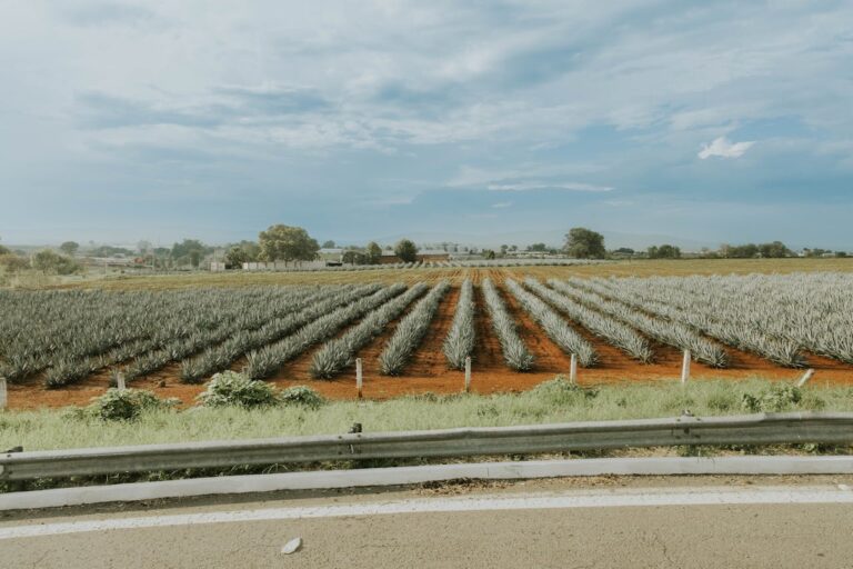 Vast Agave Field Under a Clear Blue Sky
