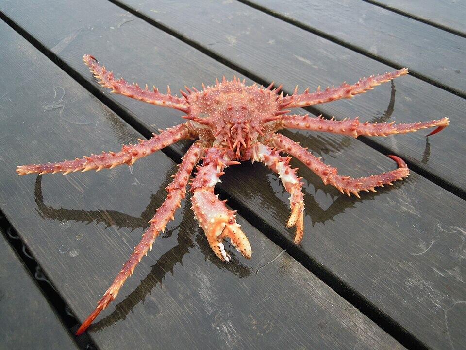 Norwegian King Crab