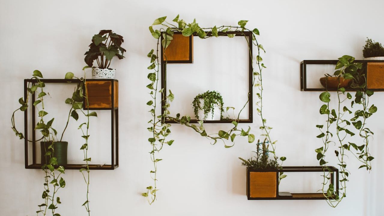 Arrangement of Houseplants on Shelves on the Wall