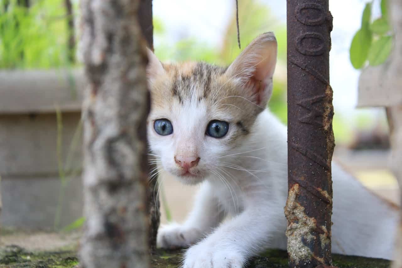 Image Credit: Mr Catographer / Pexels