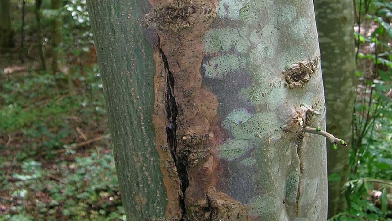 Sun scald on ash bark