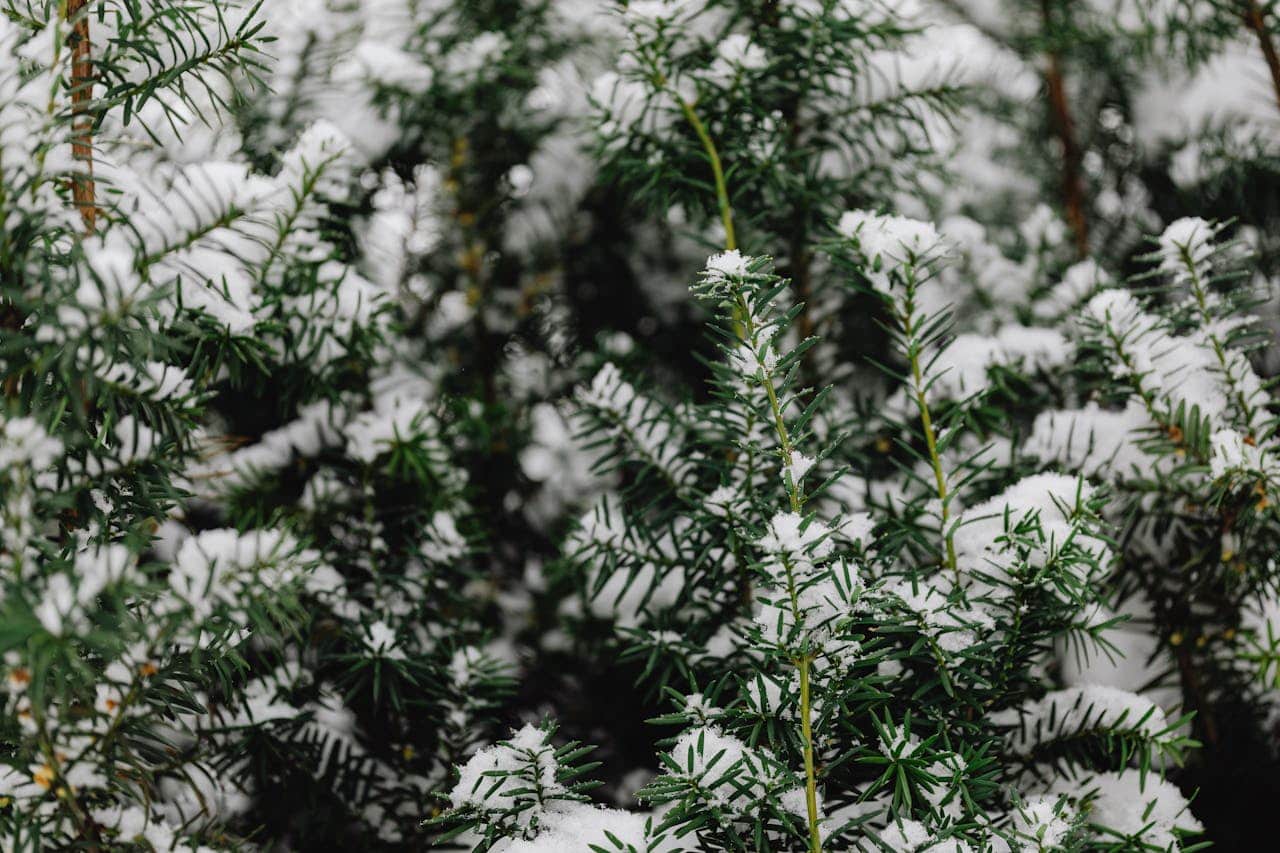 Close-up of Coniferous Tree Covered in Snow
