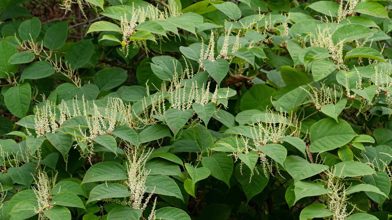 Image Credit: W.carter - CC0/Wiki Commons