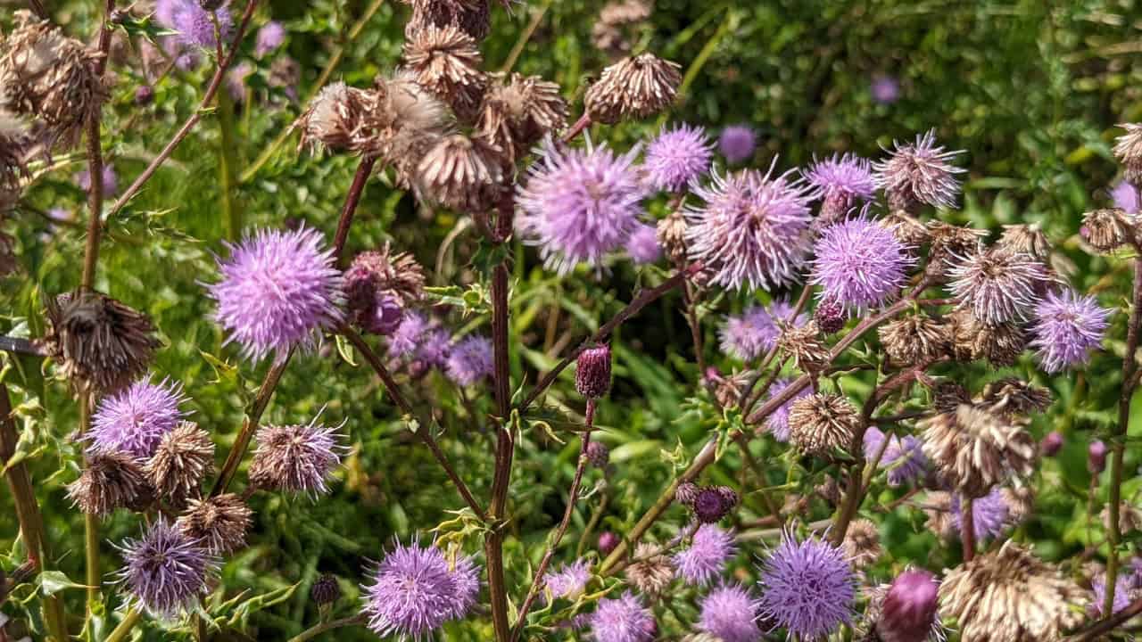 Image Credit: Michel Langeveld - CC BY-SA 4.0/Wiki Commons