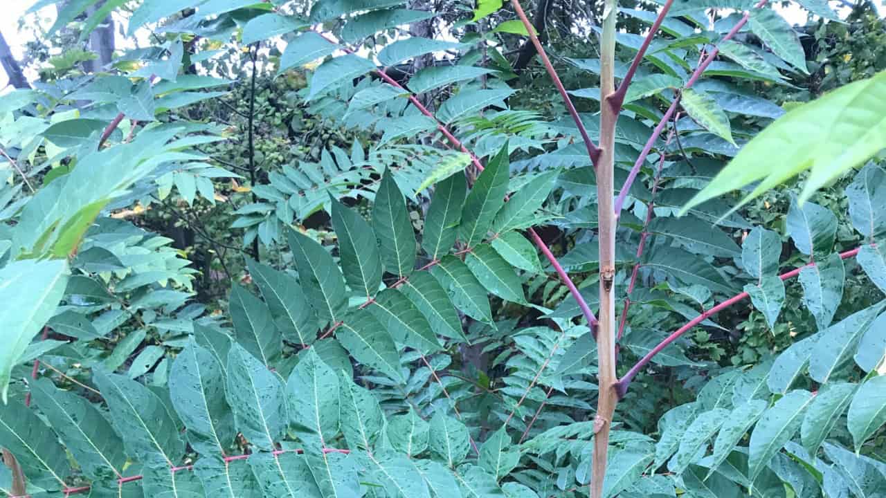 Image Credit: Mike Dickison - CC BY-SA 4.0/Wiki Commons