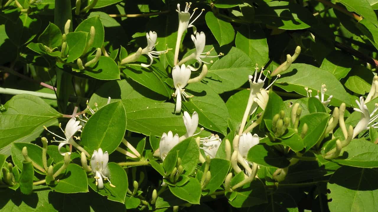 Image Credit: SB_Johnny - Public domain/Wiki Commons