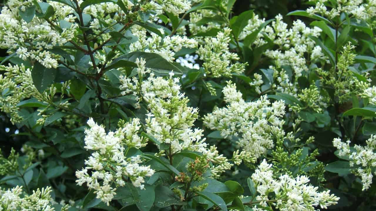 Image Credit: No machine-readable author provided. MPF assumed (based on copyright claims). - CC BY 2.5/Wiki Commons