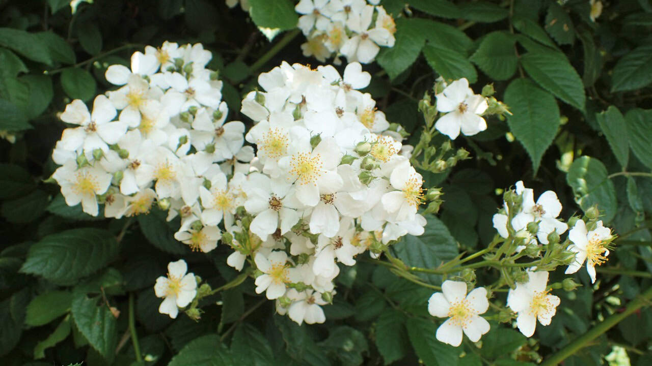 Image Credit: Krzysztof Ziarnek, Kenraiz - CC BY-SA 4.0/Wiki Commons