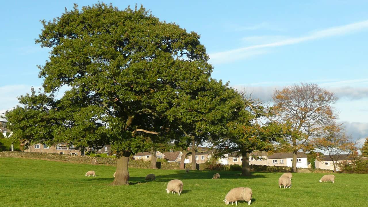 Image Credit: Humphrey Bolton - CC BY-SA 2.0/Wiki Commons