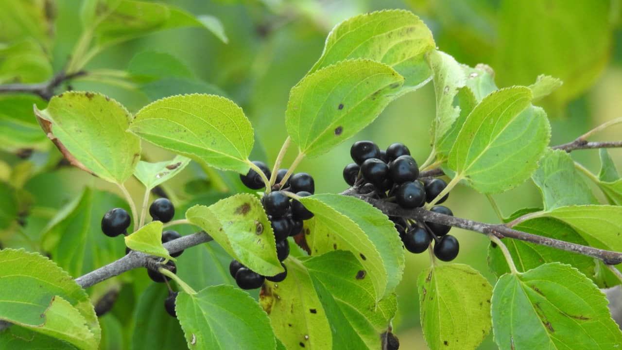 Image Credit: Robert Flogaus-Faust - CC BY 4.0/Wiki Commons