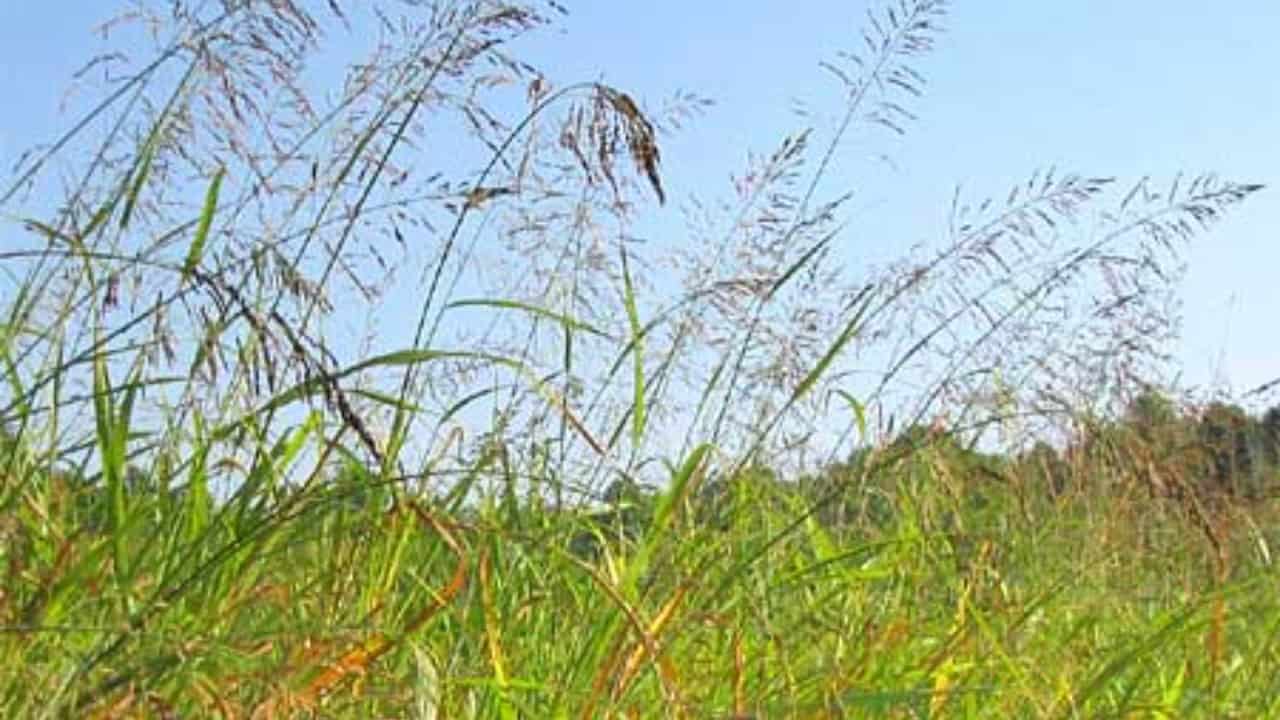 Image Credit: Jim Conrad - Public domain/Wiki Commons