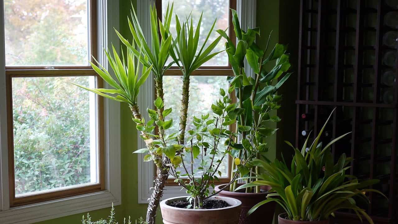 Image Credit: F. D. Richards - CC BY-SA 2.0/Wiki Commons