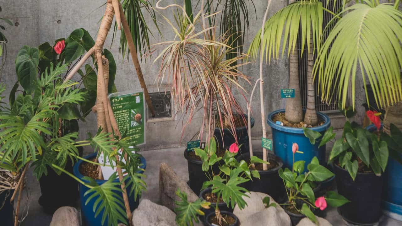 carolineclementine/Unsplash