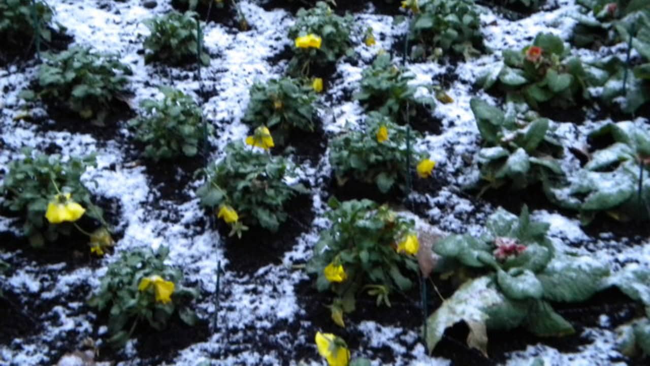 Image Credit: R Sones - CC BY-SA 2.0/Wiki Commons