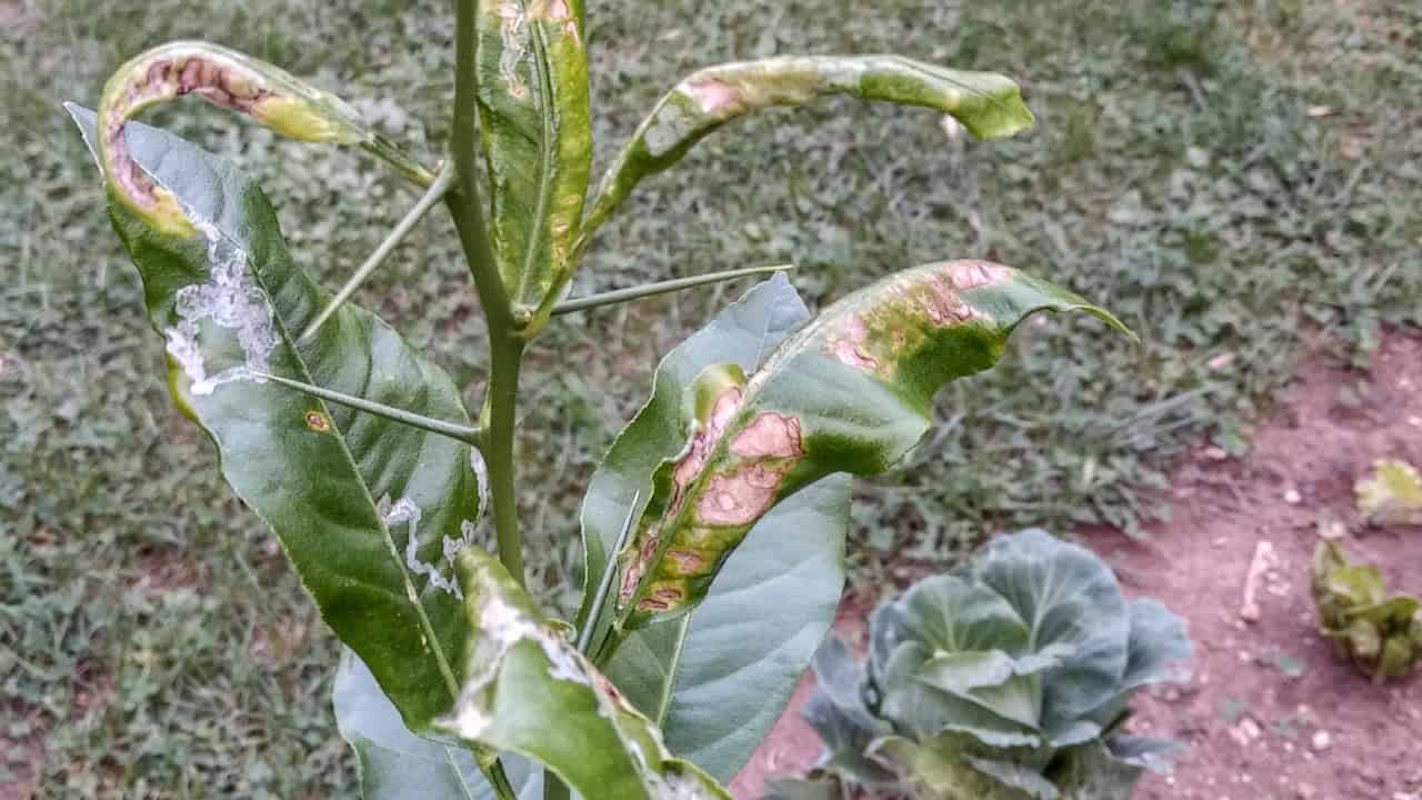 Image Credit: Dan1gia2 - CC BY-SA 4.0/Wiki Commons