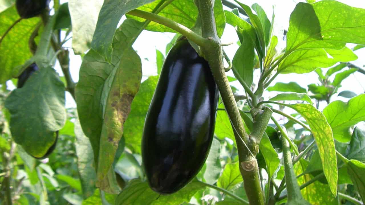 Image Credit: Miya.m - CC BY-SA 3.0/Wiki Commons