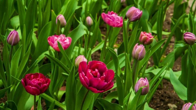 levan simonshvili/Pexels